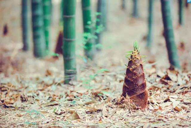 江苏苏州虞山宝岩竹海景点介绍2