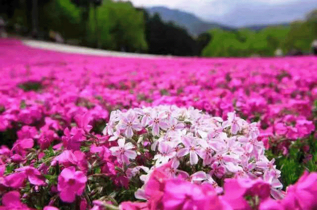 江苏盐城七彩阜宁芝樱花海景点介绍1