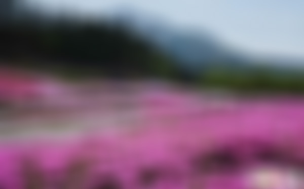 江苏徐州凤鸣海福禄考花海景点介绍1