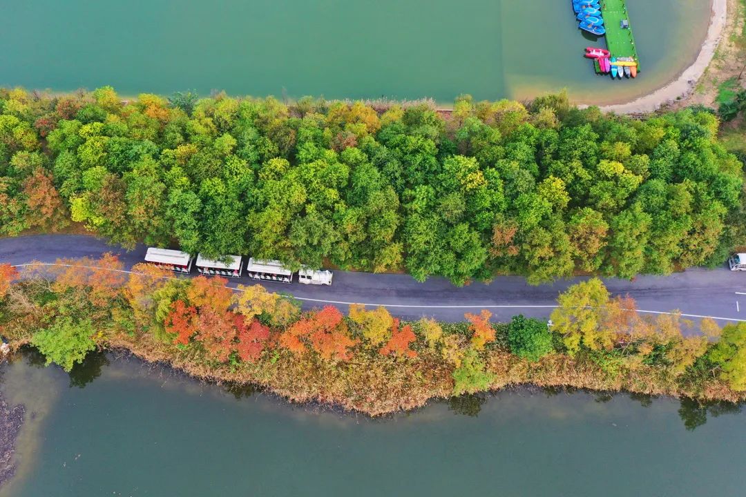 江苏宿迁洪泽湖水杉森林景点介绍2