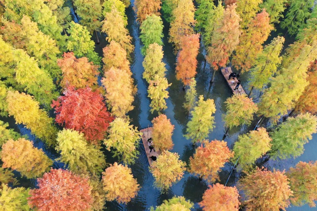 江苏宿迁洪泽湖水杉森林景点介绍3