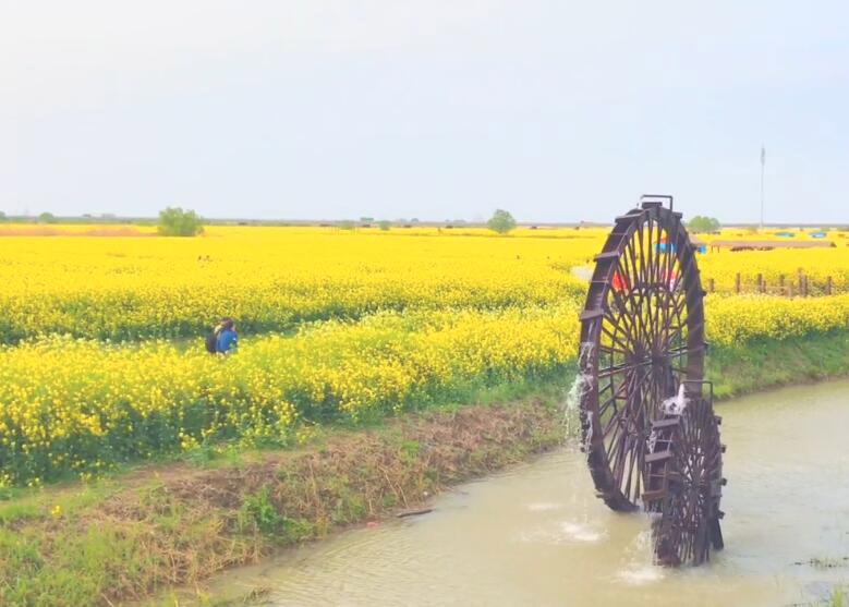 江苏扬州湖滩郊野公园景点介绍1