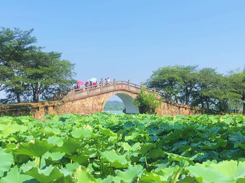 江苏无锡鼋头渚藕花深处景点介绍1