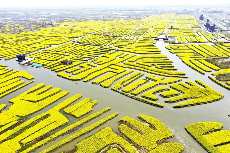 江苏泰州垛田风景区景点介绍2