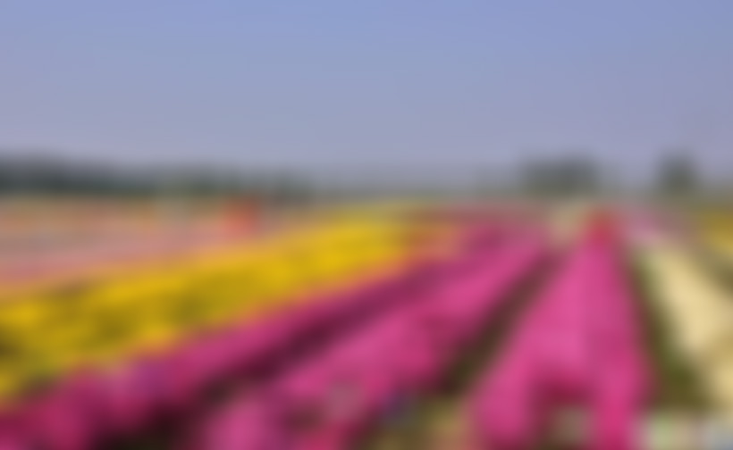 江苏扬州西郊森林公园景点介绍1