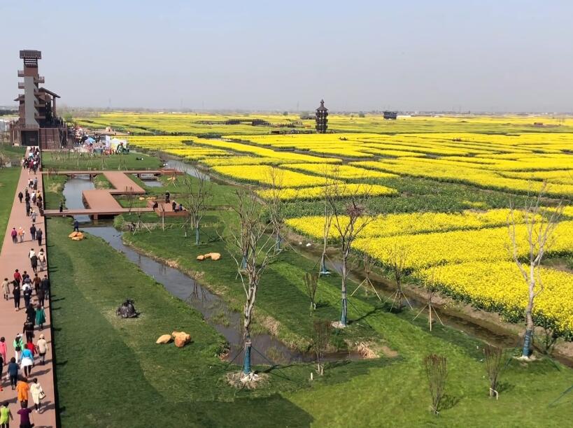 江苏泰州千垛(千岛菜花)景区景点介绍1