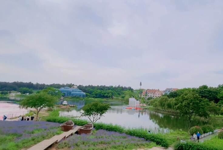 江苏南京谷里薰衣草庄园景点介绍1