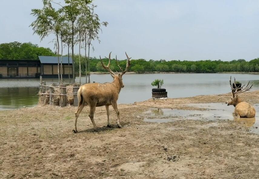 江苏徐州督公湖景区(国家4A级)景点介绍1