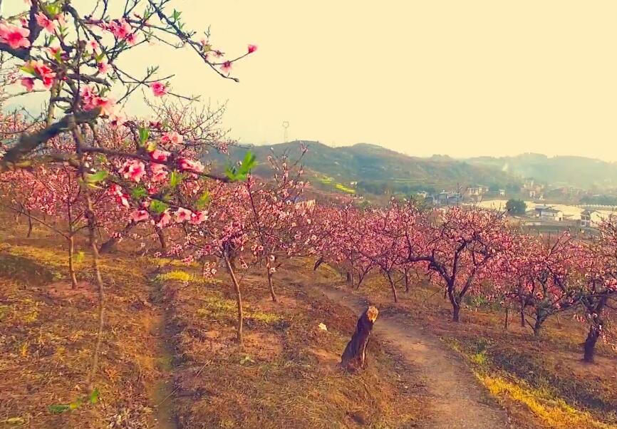 江苏南京桃花岛景区景点介绍1