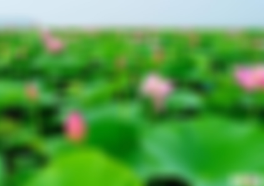 山东枣庄微山湖荷花精品园景点介绍1