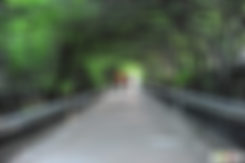 山东烟台烟台山冬青长廊景点介绍1