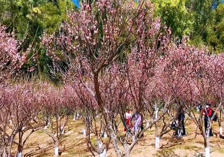 山东东营孙子文化园梅园景点介绍1