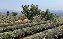 山东菏泽孙膑旅游城迷魂阵景点介绍1