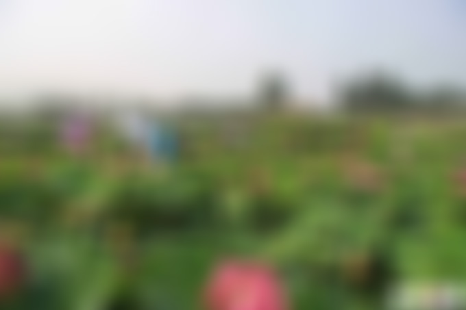 山东临沂沂蒙荷花园景点介绍1