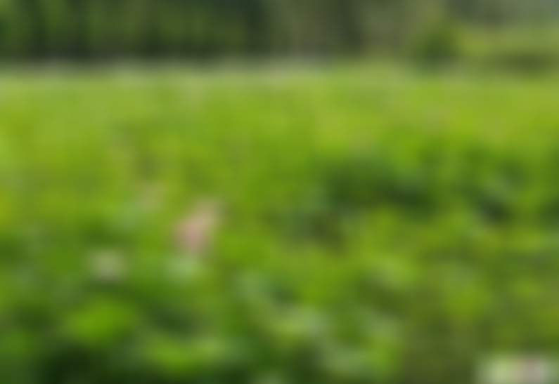 山东德州中华蟋蟀文化城景点介绍1