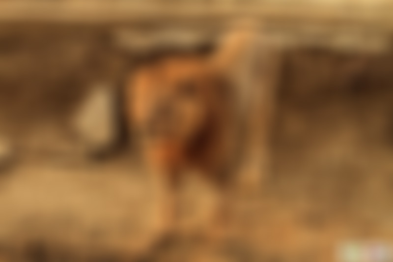 山东济宁羊山动物科普教育基地景点介绍1