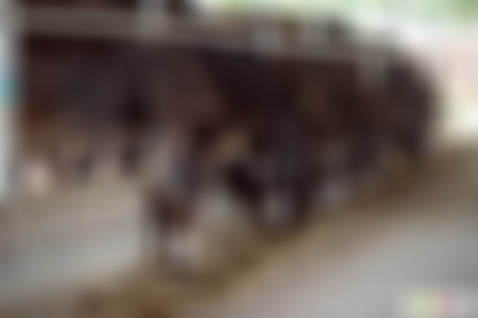 山东聊城毛驴博物馆景点介绍1