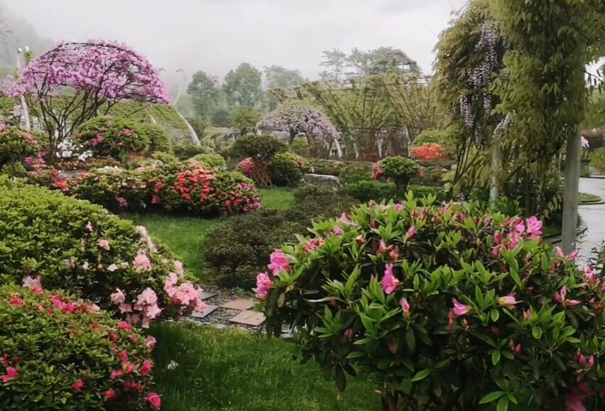 山东日照南苑杜鹃花园景点介绍1