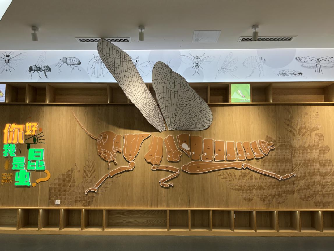 山东青岛昆虫博物馆景点介绍1