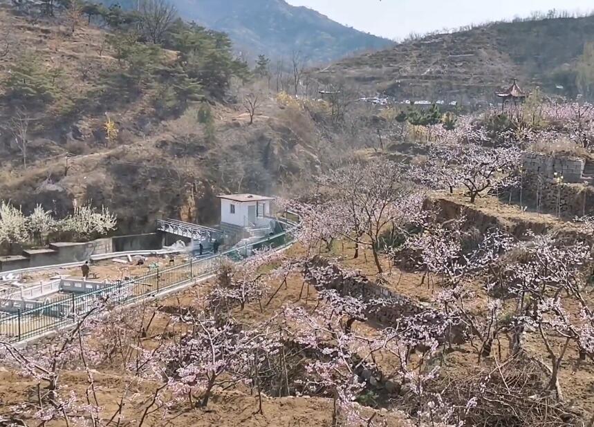 山东聊城马西林场景点介绍1