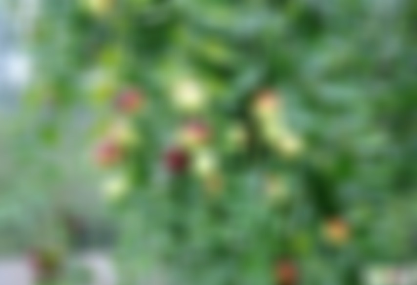 山东聊城圆铃大枣生态园景点介绍1