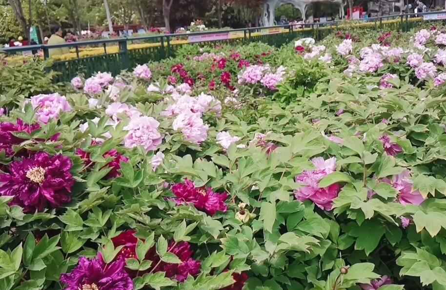 山东菏泽盛华牡丹园景点介绍1