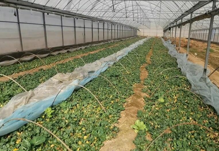 山东青岛瑶池景点介绍1