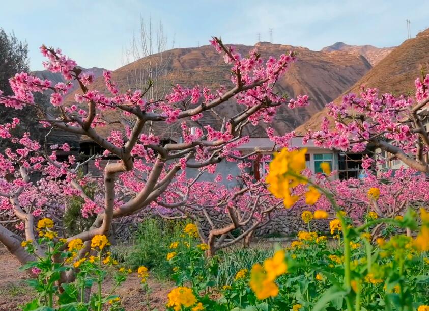 山东德州万亩桃园景点介绍1