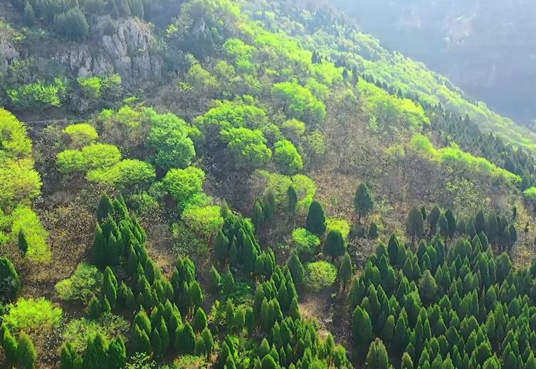 山东济宁青龙山森林公园景点介绍1