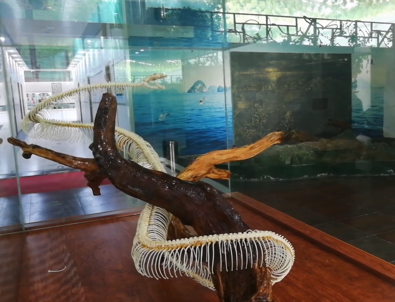 山东烟台烟台蛇博园景点介绍1