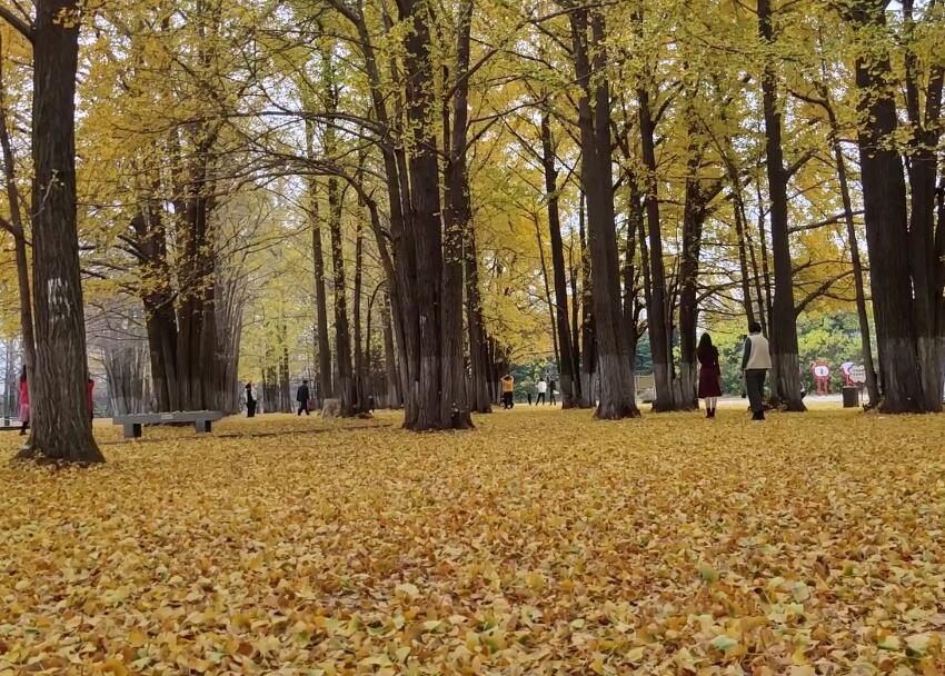 山东济宁法云寺景点介绍1