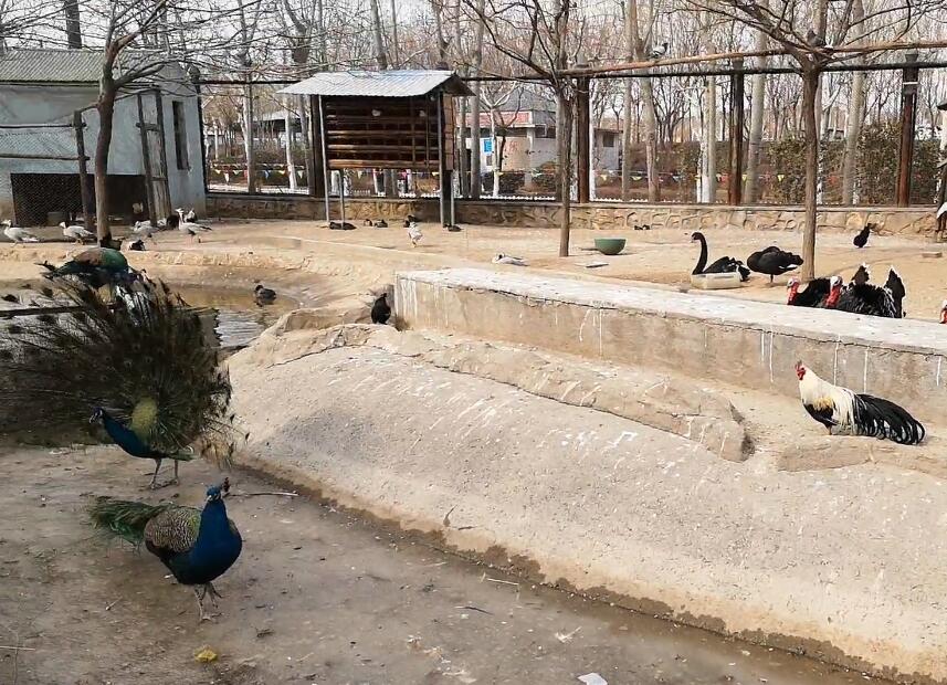 山东淄博淄博动物园景点介绍1