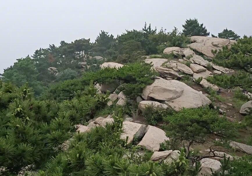 山东滨州十里荷塘景点介绍1