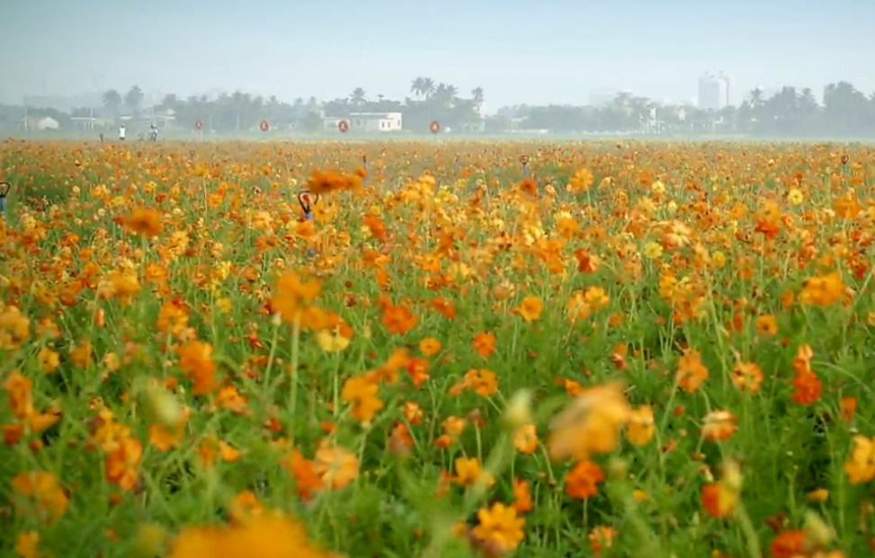 海南旅游永范花海景点介绍1