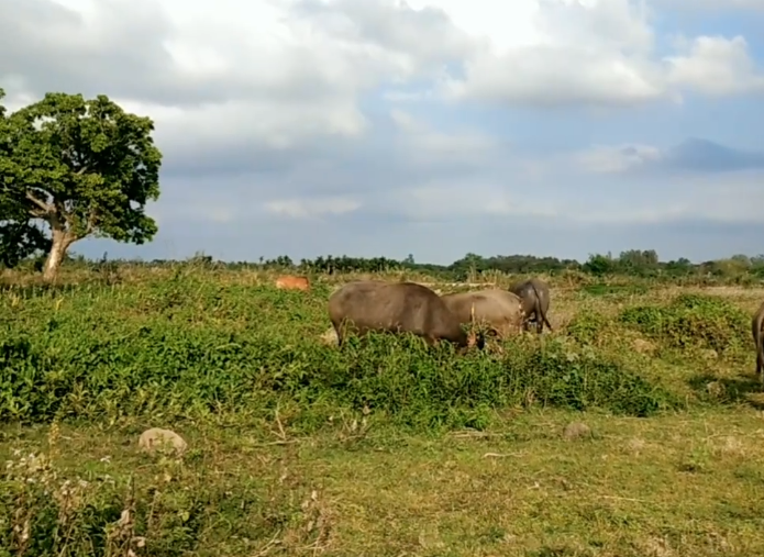 海南旅游石矍村景点介绍1