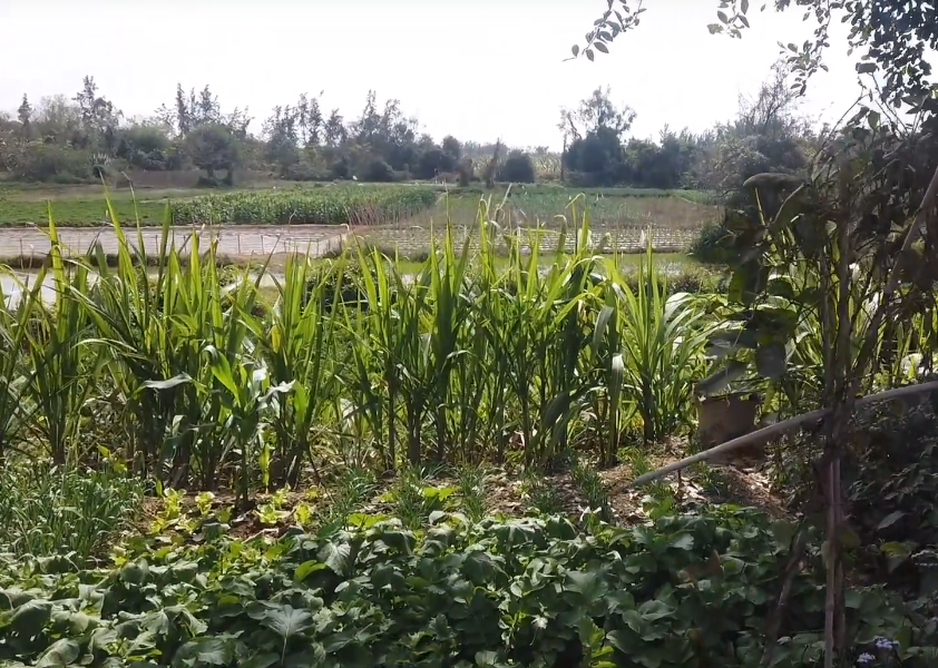 海南旅游得一农耕社景点介绍1