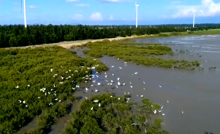 海南旅游黑脸琵鹭自然保护区景点介绍1
