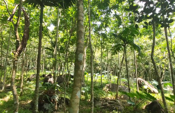 海南旅游呀诺达梦幻谷景点介绍1