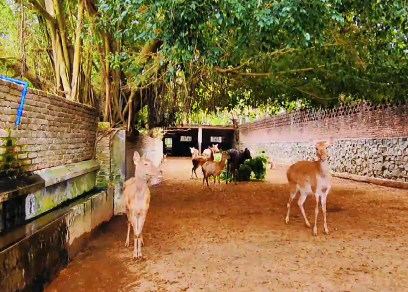 海南旅游枫木鹿场景点介绍1