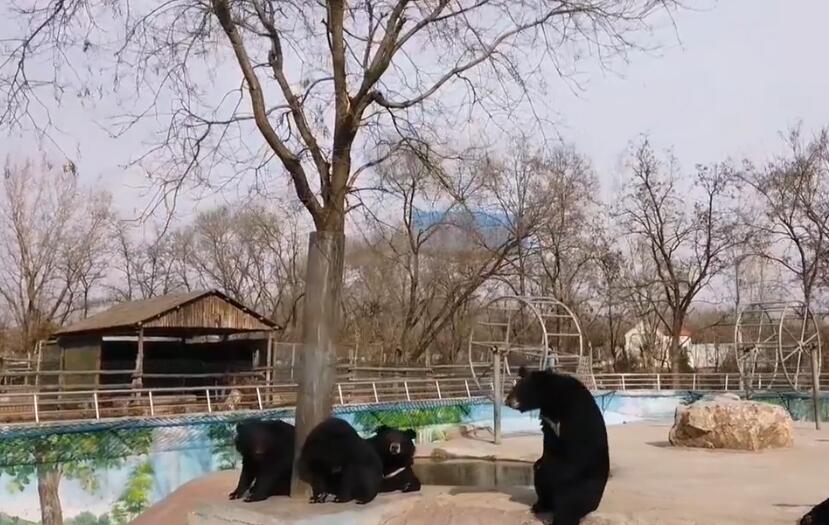 山东潍坊潍坊动物园景点介绍1