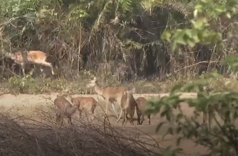 海南旅游邦溪坡鹿自然保护区景点介绍1