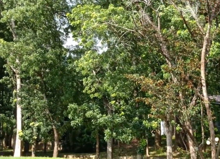 海南旅游热带花果世界景点介绍1