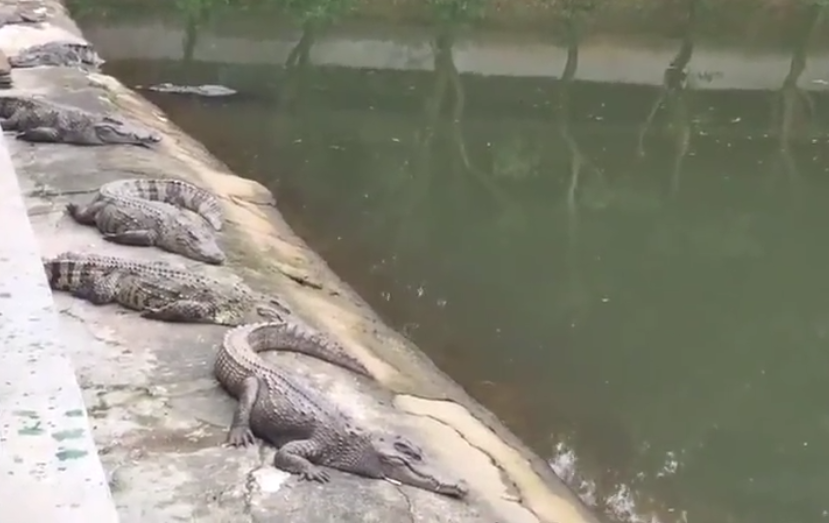 海南旅游南泰鳄鱼湖动物园景点介绍1