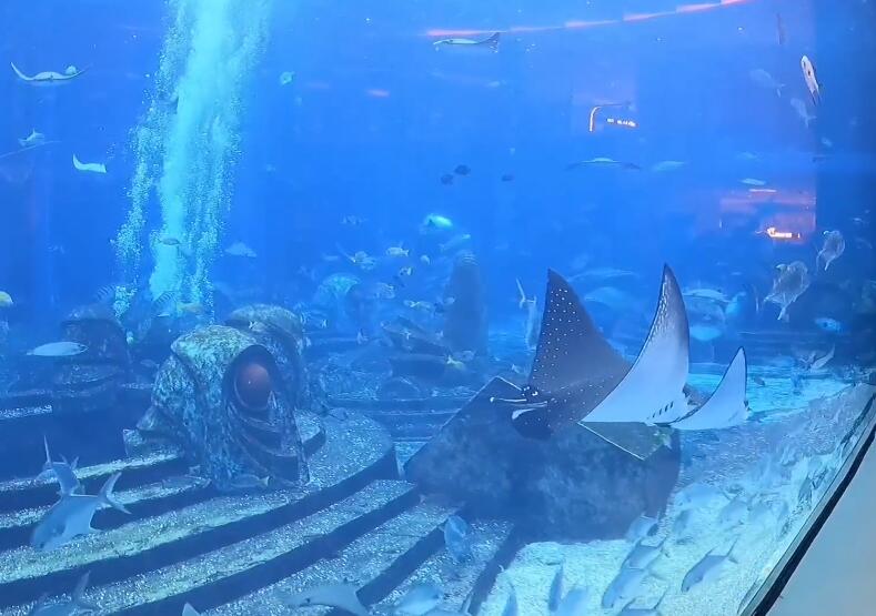 三亚三亚梦龙海洋馆景点介绍1