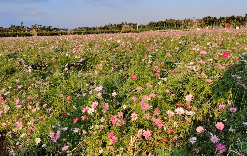 海南旅游龙寿花海景点介绍1