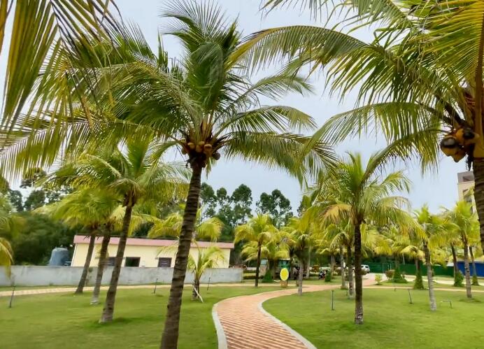 海南旅游春光椰子王国景点介绍1