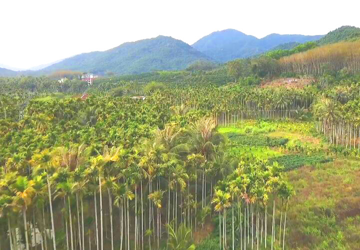 三亚三亚立才农场万橡雨林生态园景点介绍1