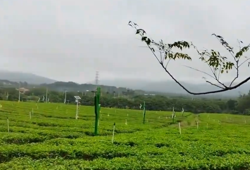 海南旅游白沙原生态茶园小镇景点介绍1