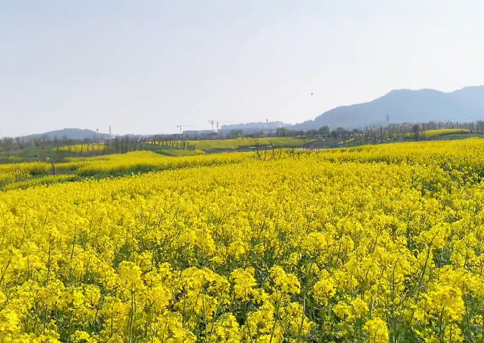 辽阳燕州城油菜花田游玩攻略1