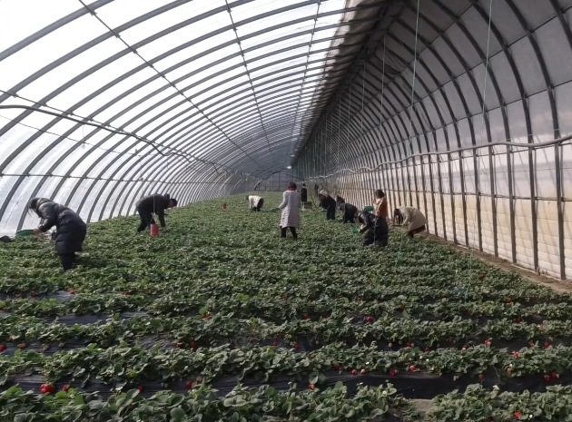 辽阳前杜草莓小镇游玩攻略1